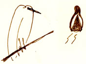 great egret and common moorhen