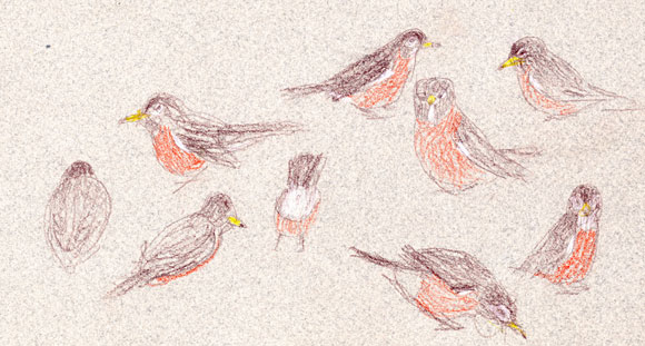Robins on a wet day: Derwent Coloursoft on Canson mi-teintes