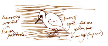 Snowy Egret, pen and ink