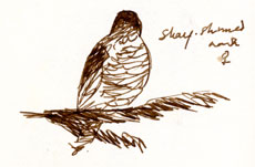 Sharp-shinned Hawk, pen and ink