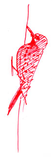 Northern Flicker, Pen and Ink