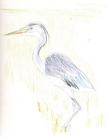 Great blue heron, Prismacolor