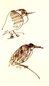green heron, pen and ink