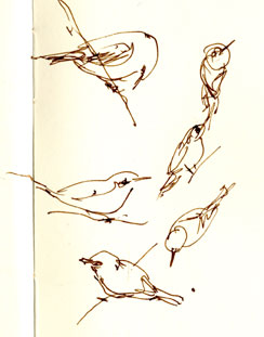 Orange-crowned warbler, pen and ink