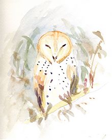 Barn owl, watercolor
