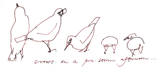 American Crow, pen and ink