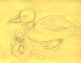 mallard hybrid, graphite