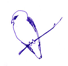 White-tailed Kite, pen and ink