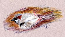 House sparrow, pastels on Prismacolor