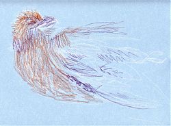 Red-tailed hawk, Derwent Coloursoft