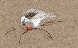 White-tailed Kite with prey, prismacolor White-tailed Kite with prey, prismacolor