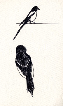 Yellow-billed magpie, pen and ink