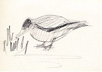 mallard, graphite