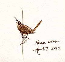 House wren, pen and wash