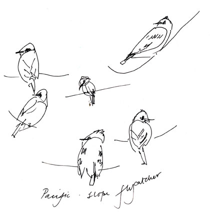 Pacific-slope flycatcher, pen and ink