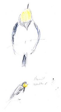 Hermit warbler, colored pencil