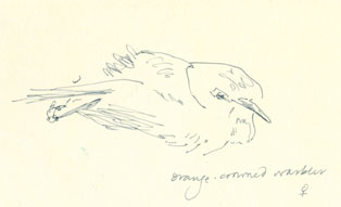 Orange-crowned warbler, pen and ink