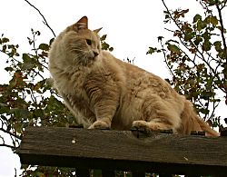 Charlie gets on the roof