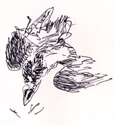 Young American crow, dead, pen and ink