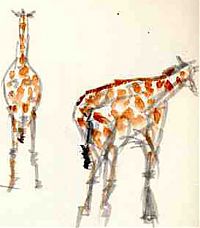 giraffes