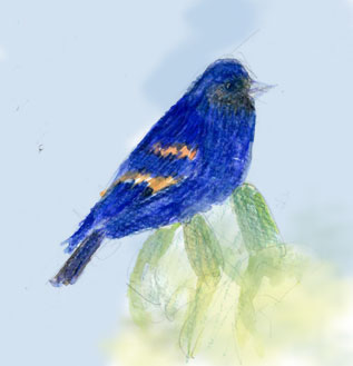 blue grosbeak, watercolor, colored pencil, digital media