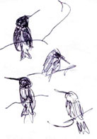 Black-chinned hummingbird, balllpoint pen