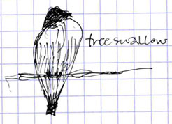 tree swallow, pen and ink