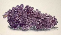 Grapes from Farmers Market