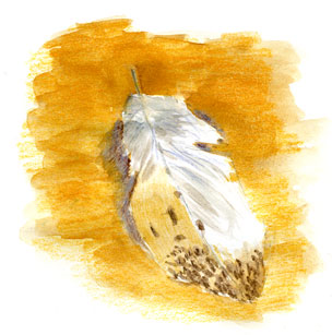 Barn owl feather, mixed media