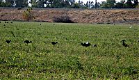 Ibis in our alfalfa field