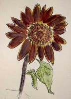 Sunflower in Noodler's Ink Sunflower in Noodler's Ink