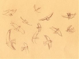 Swainson's hawks kettling