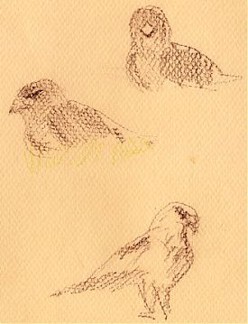 Swainson's hawk on field