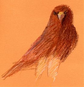 Swainson's hawk on field