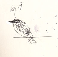 Yellow-green vireo on Pt Reyes, pen and ink