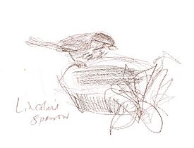 Lincoln's sparrow, prismacolor