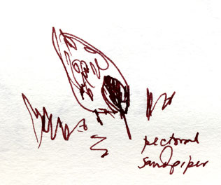 Pectoral sandpiper, pen and ink