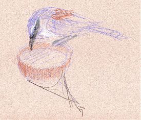 Western scrub-jay, prismacolor