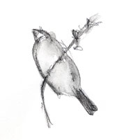 White-crowned sparrow, watersoluble graphite
