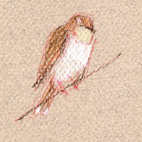 Yellow-rumped warbler