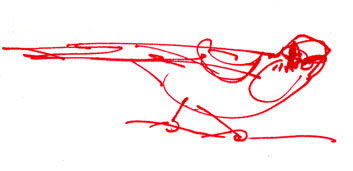 Western scrub-jay, pen and ink