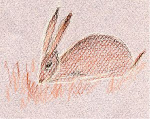 jackrabbit, prismacolor