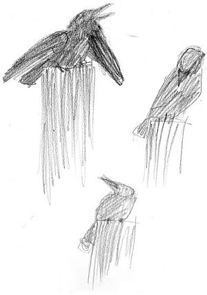 American crow, graphite