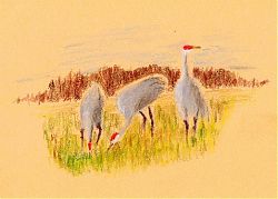 Sandhill Cranes, Lodi