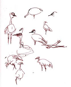 Sandhill crane sketches, pen and ink
