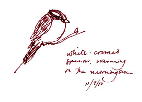 White-crowned sparrow, pen and ink