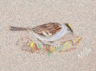 Golden-crowned sparrow, derwent colorsoft