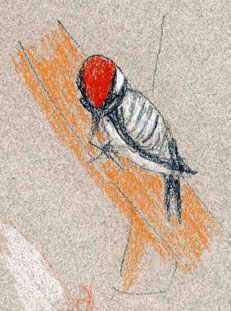 Nuttalls woodpecker, Carbothello