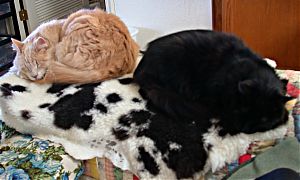 Kitties on the sheepskin