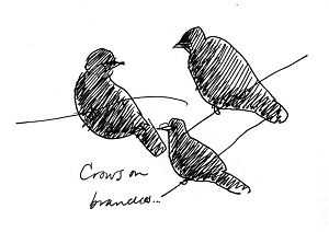 American crows, pen and ink